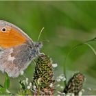 Der Kleine Heufalter (Coenonympha pamphilus) . . .