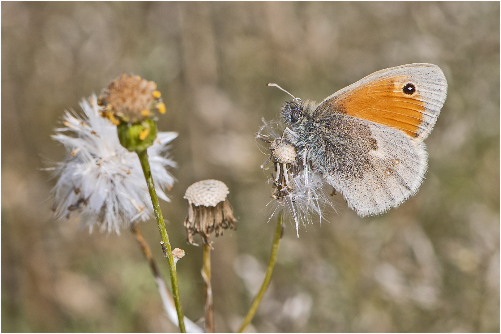 Der Kleine Heufalter (Coenonympha pamphilus) . . .