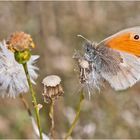 Der Kleine Heufalter (Coenonympha pamphilus) . . .