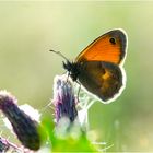 Der Kleine Heufalter (Coenonympha pamphilus) im Gegenlicht . . .