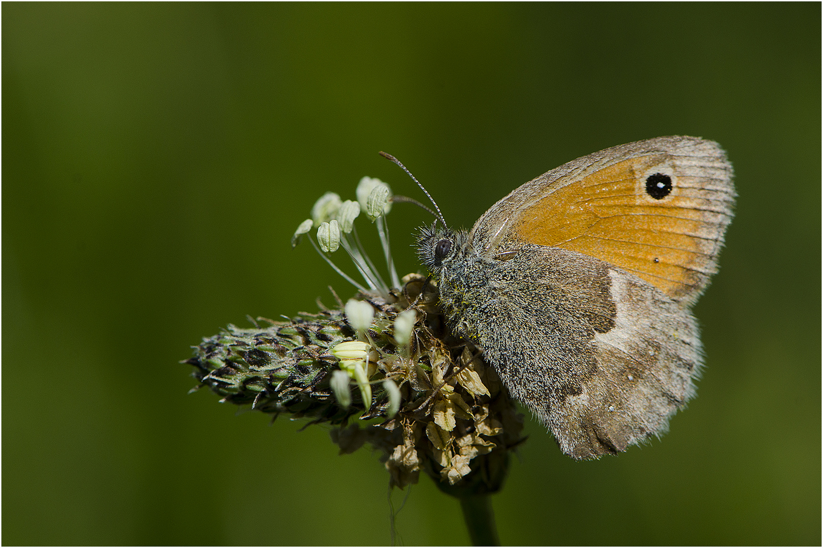 Der Kleine Heufalter (Coenonympha pamphilus) ist ein sehr kleiner . . .