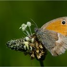 Der Kleine Heufalter (Coenonympha pamphilus) ist ein sehr kleiner . . .