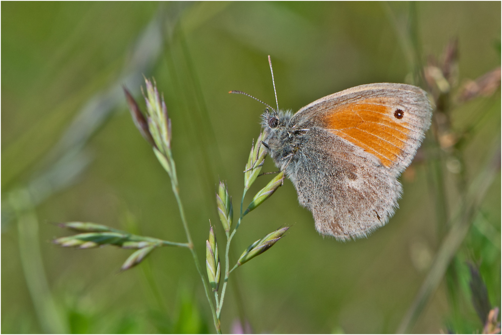 Der Kleine Heufalter (Coenonympha pamphilus) oder . . .