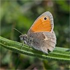 Der Kleine Heufalter (Coenonympha pamphilus) wird auch . . .