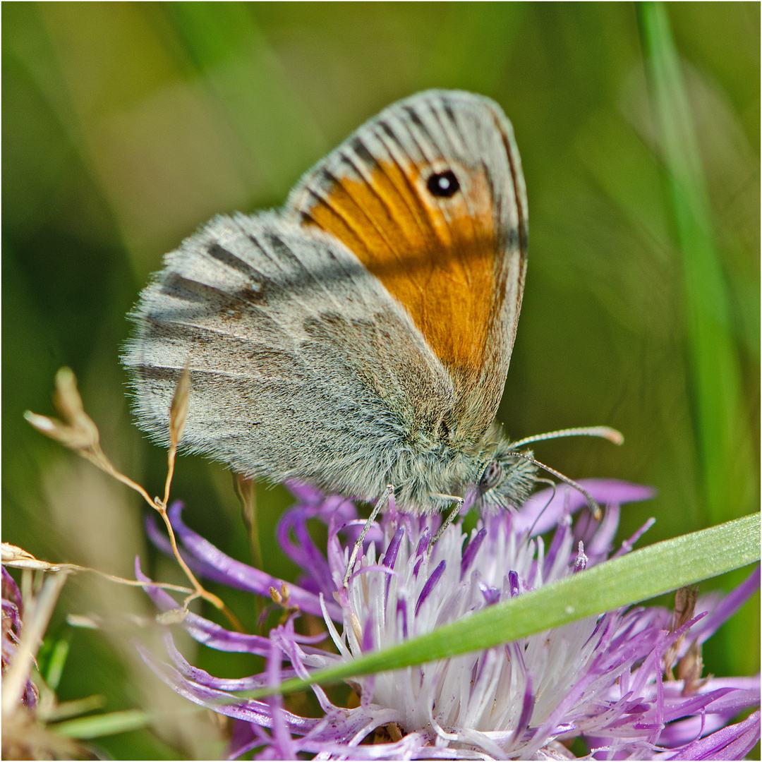 Der Kleine Heufalter (Coenonympha pamphilus) wird auch . . .