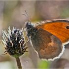 Der Kleine Heufalter (Coenonympha pamphilus) wollte unedingt . . .