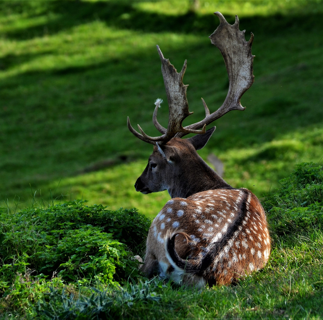 ...der kleine Hirsch....