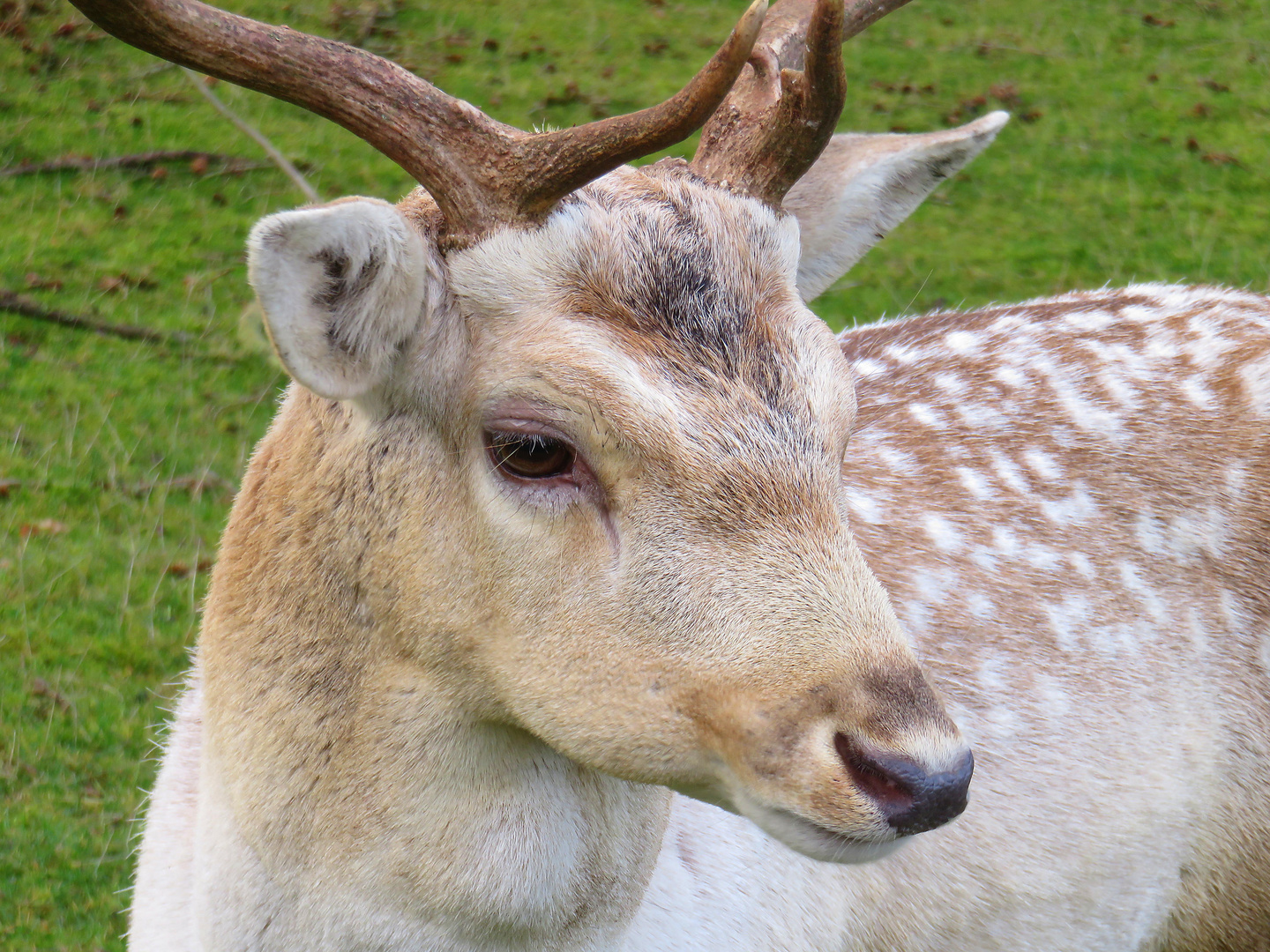 Der kleine Hirsch