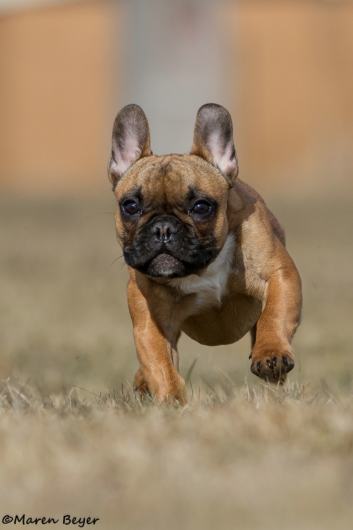 Der kleine Hugo