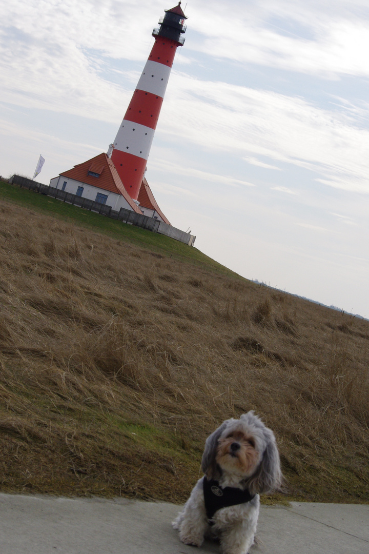 Der kleine Hund in Westerhever