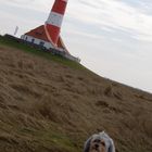 Der kleine Hund in Westerhever