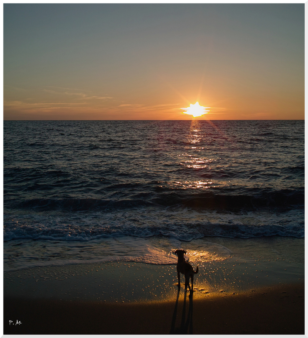 der kleine Hund und das Meer