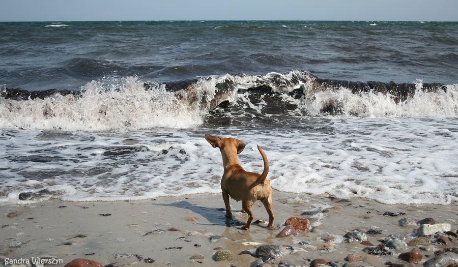 Der kleine Hund und das Meer