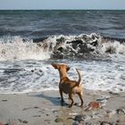 Der kleine Hund und das Meer