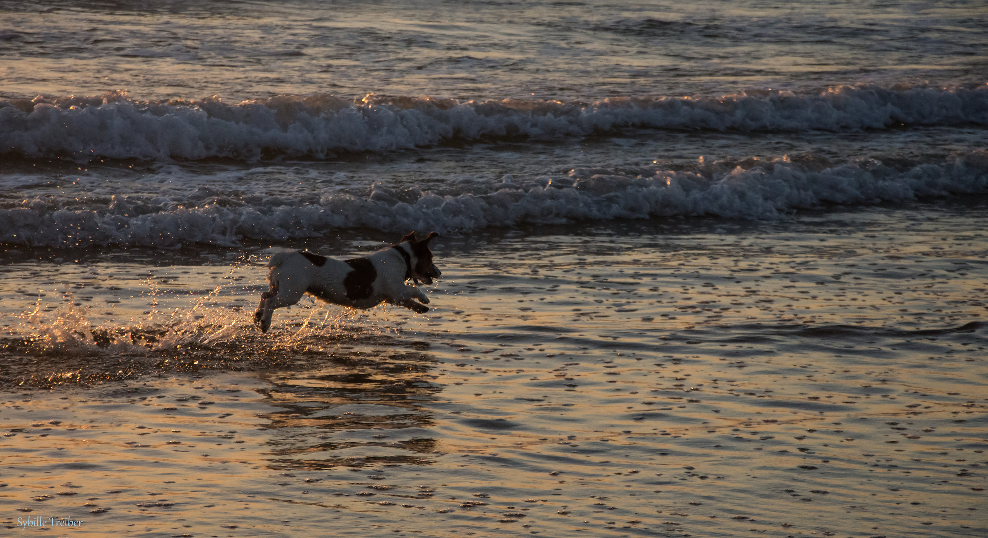 Der kleine Hund und das Meer