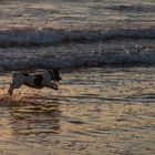 Der kleine Hund und das Meer