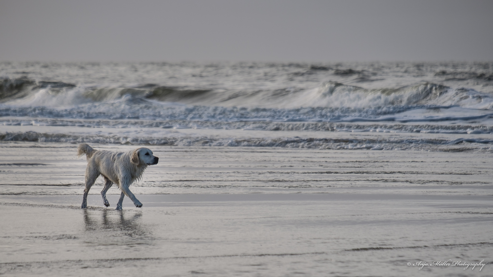 Der kleine Hund und das Meer