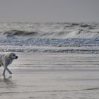 Der kleine Hund und das Meer