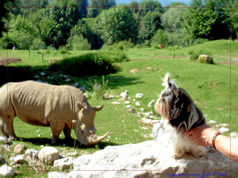 Der kleine Hund und das Nashorn