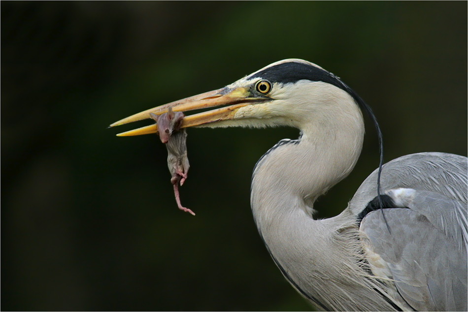 Der kleine Hunger