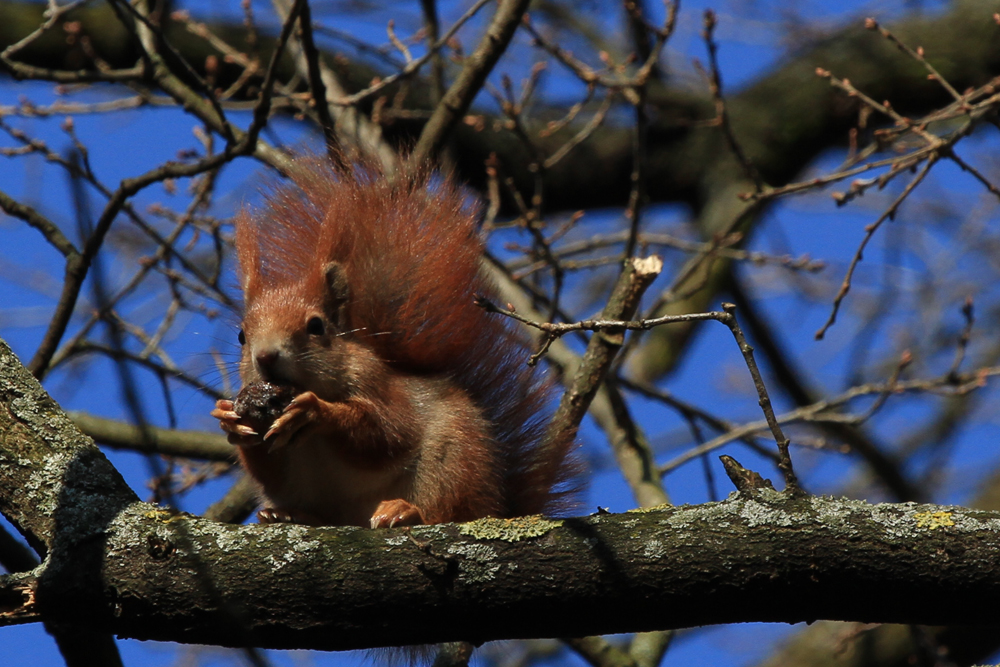 Der kleine Hunger