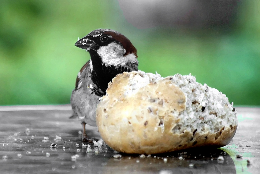 ...der kleine hunger, zwischendurch ! ...