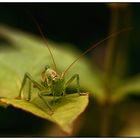 Der kleine Hunger zwischendurch ...