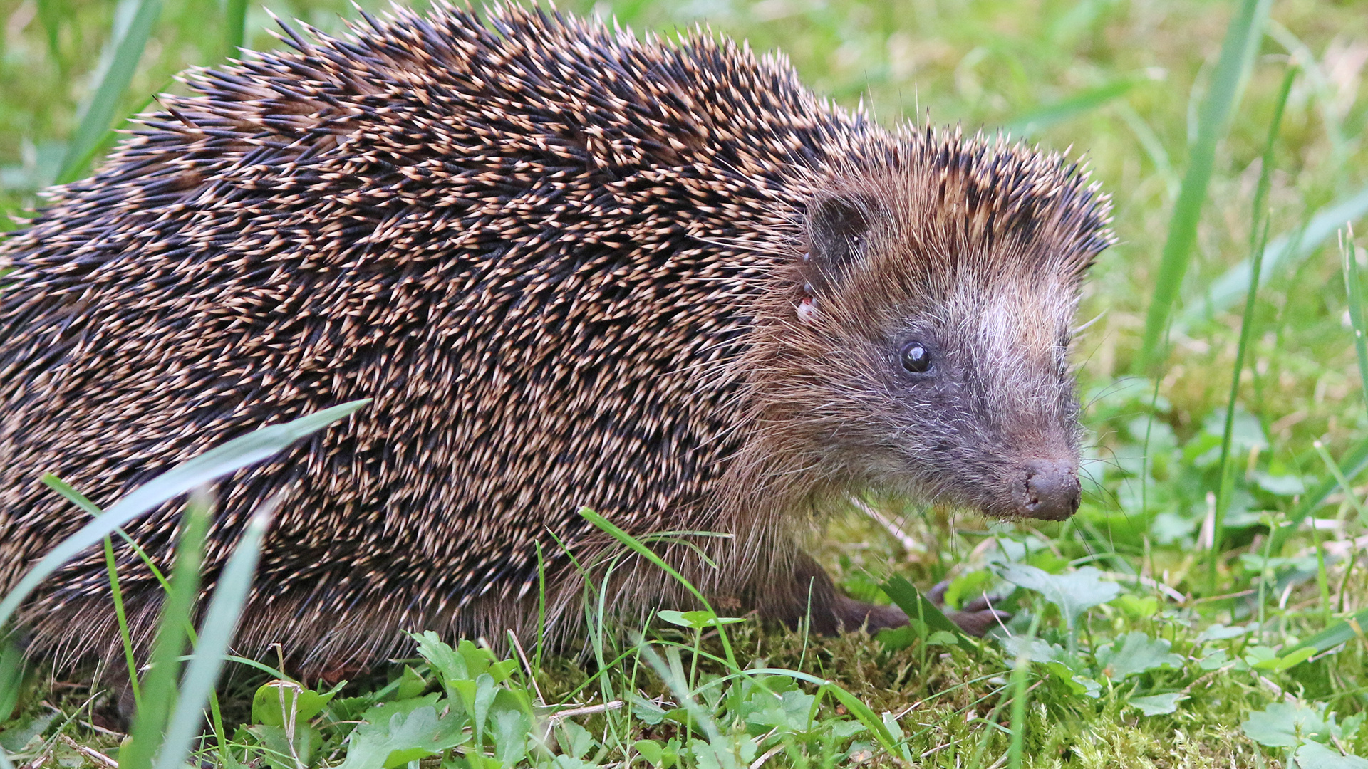 der kleine Igel....