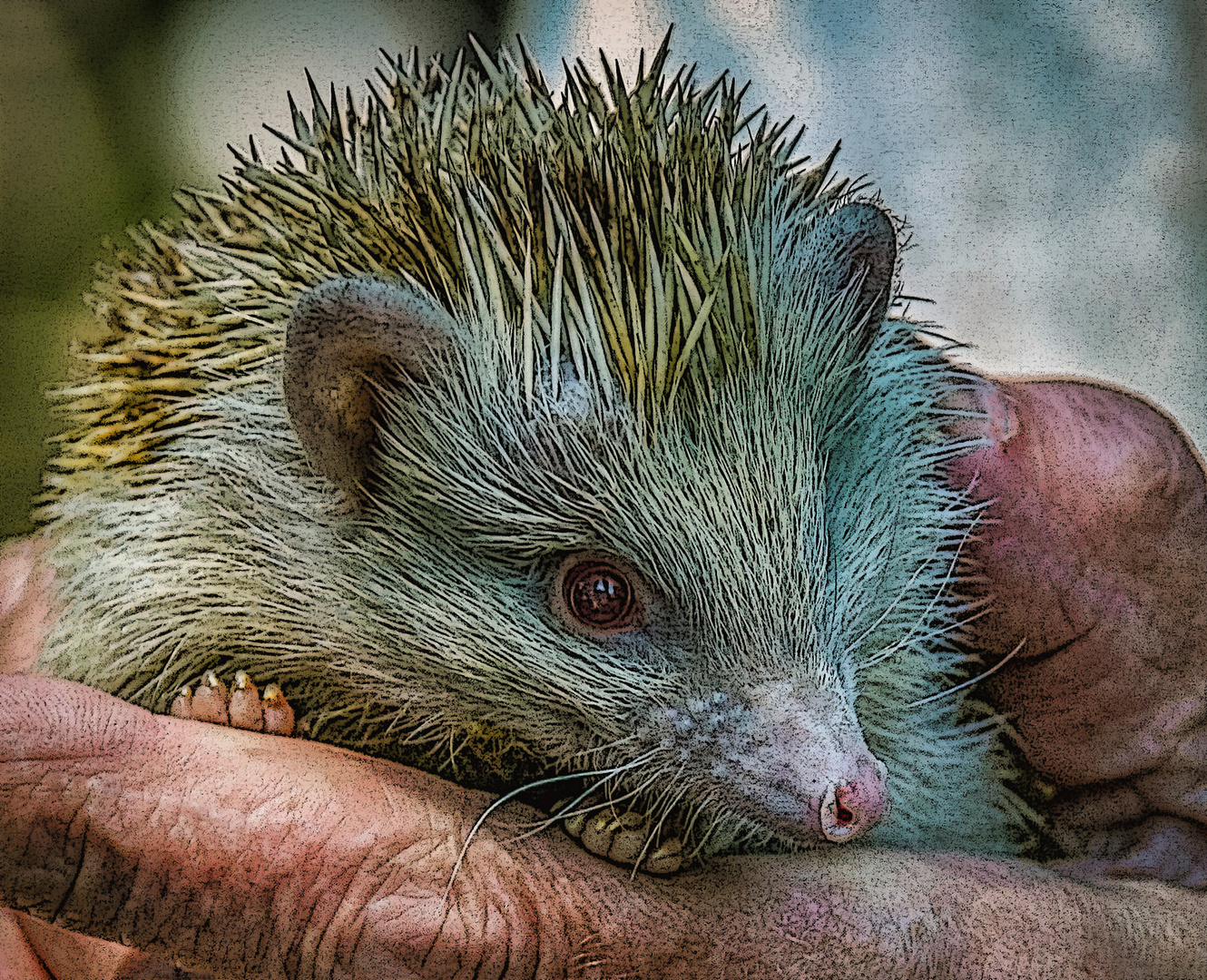 Der kleine Igel