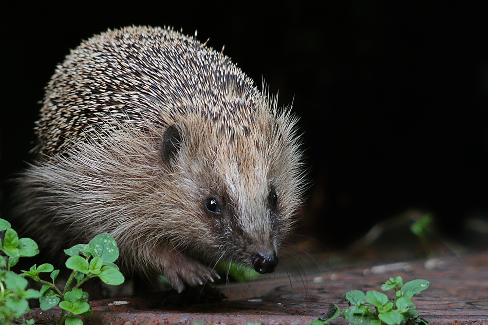 Der kleine Igel...