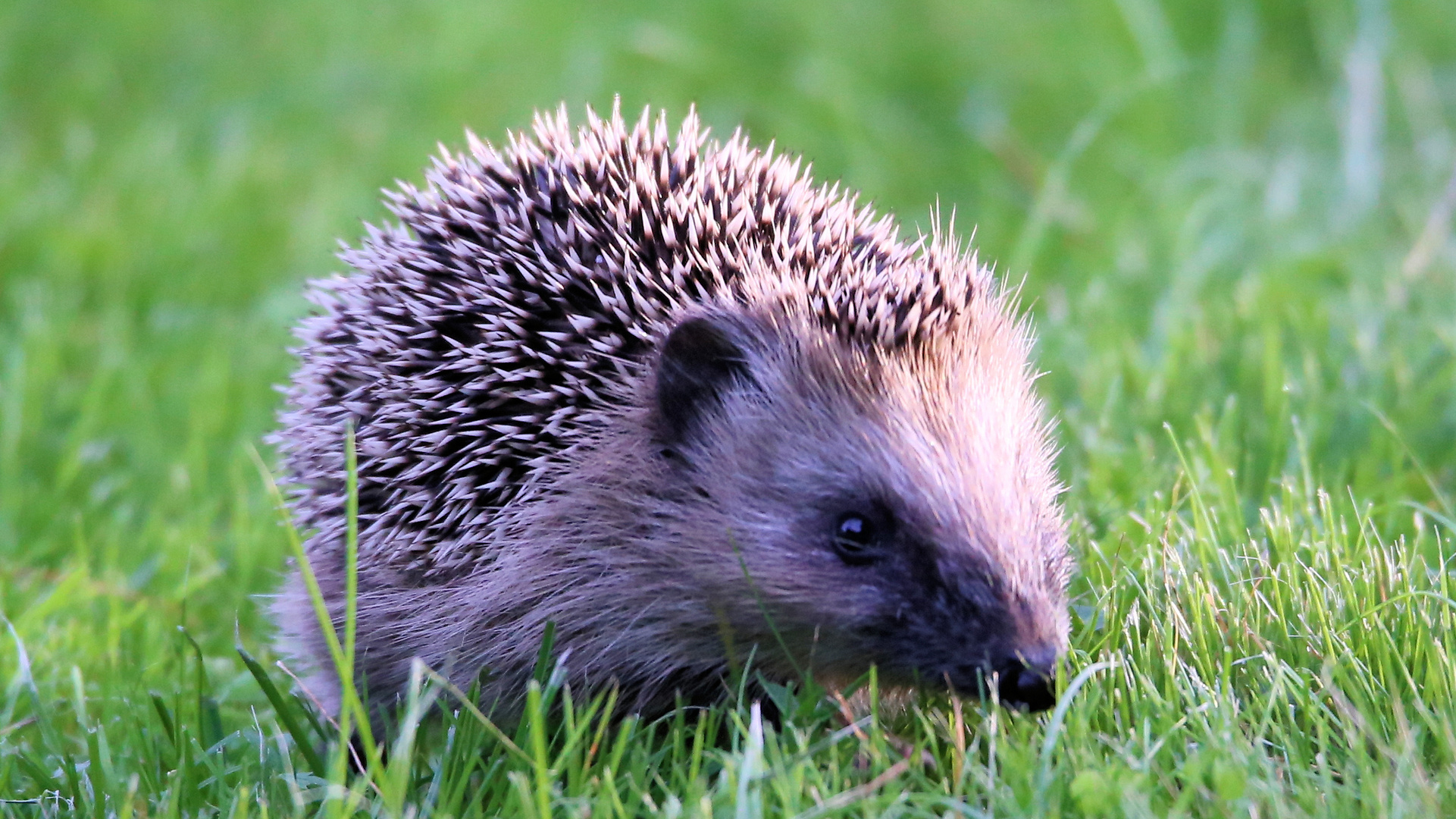 Der kleine Igel.. Foto & Bild tiere, wildlife