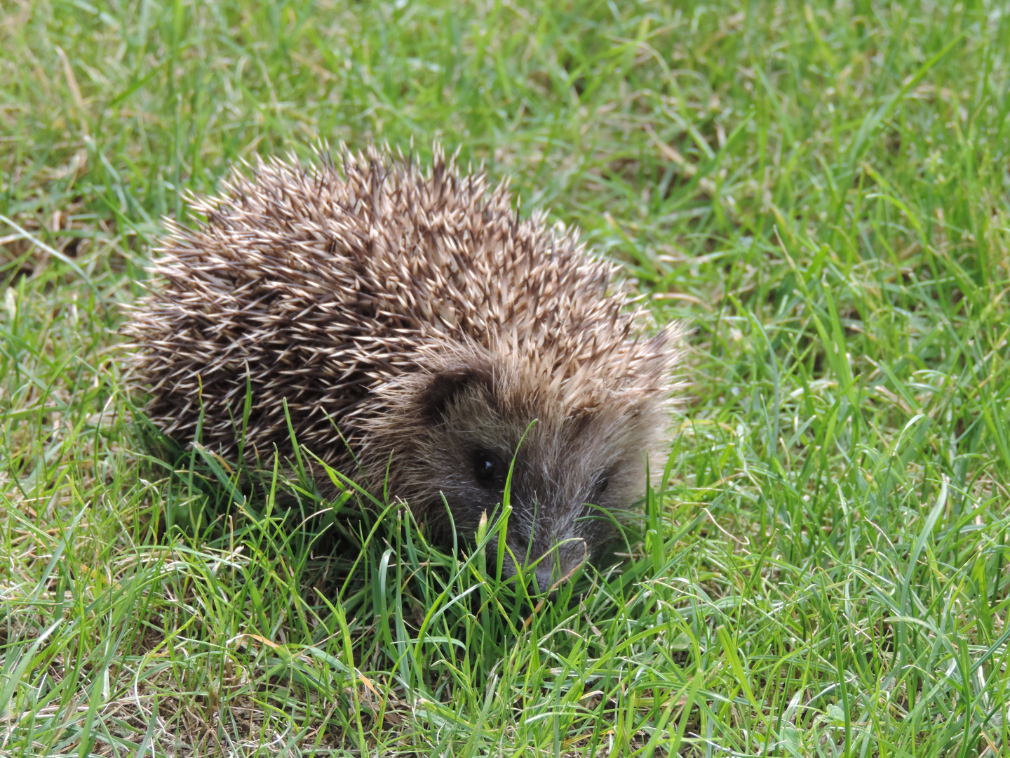 Der kleine Igel