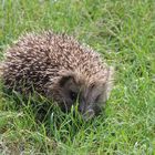 Der kleine Igel