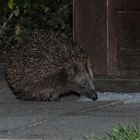 der kleine Igel besuchte uns die letzten Tage....