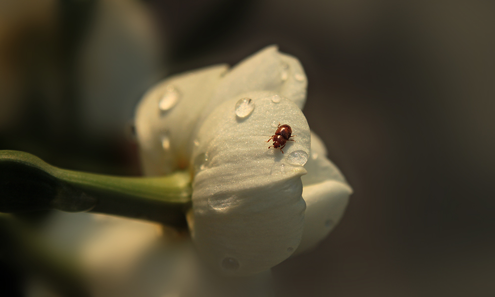 Der Kleine im Abendlicht