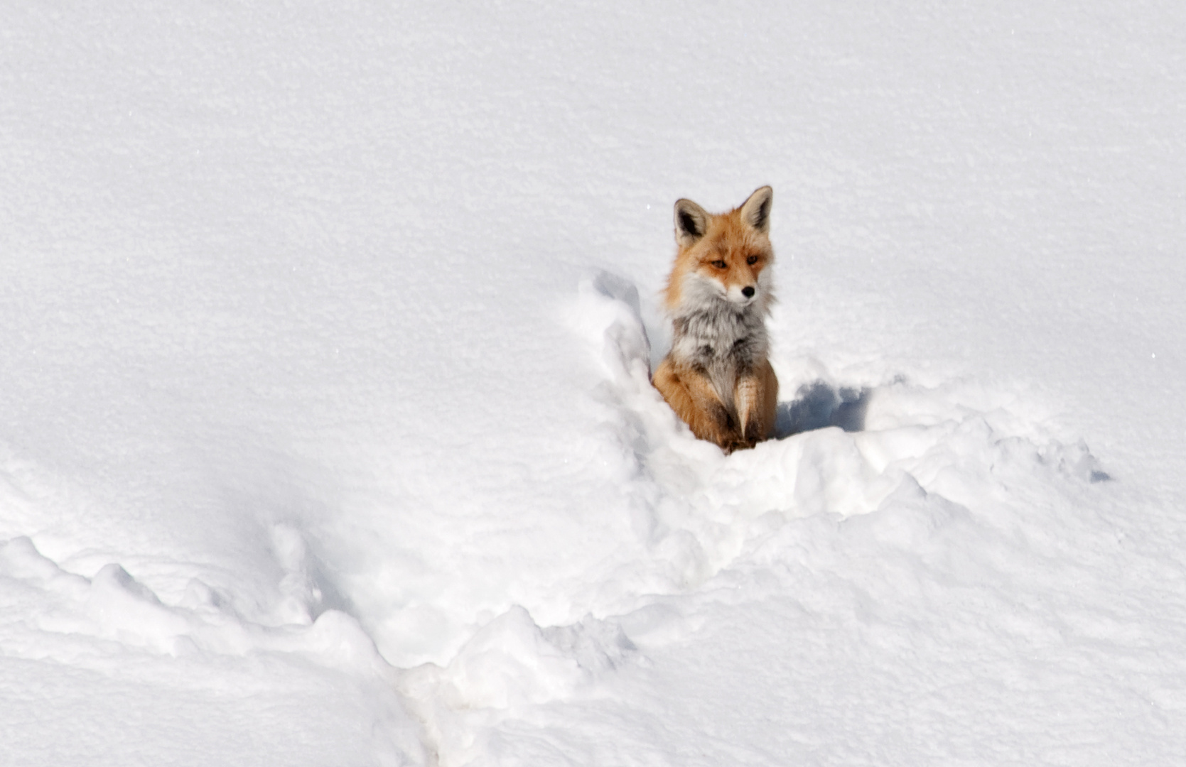 der Kleine im Schnee