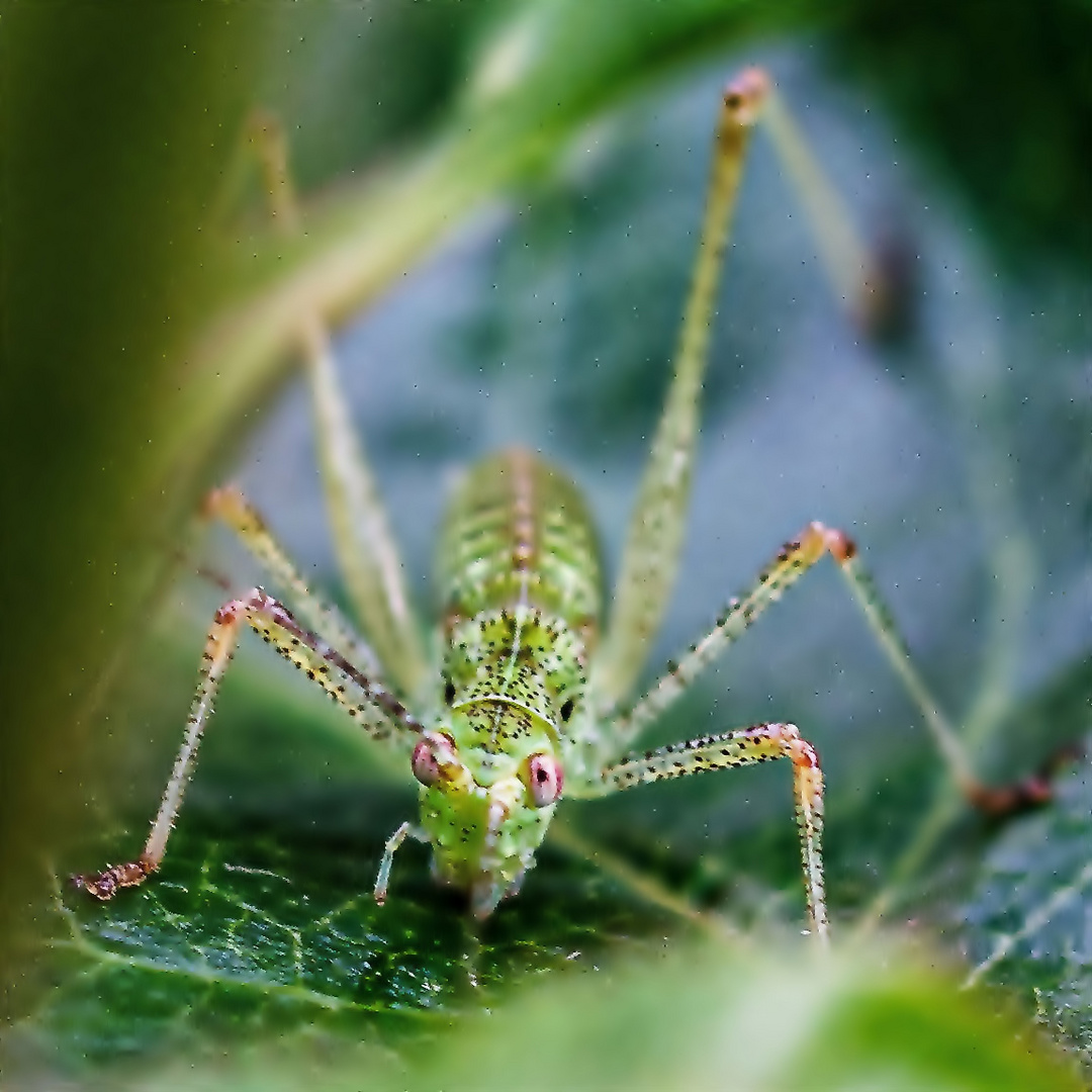 der Kleine in der Blattachse