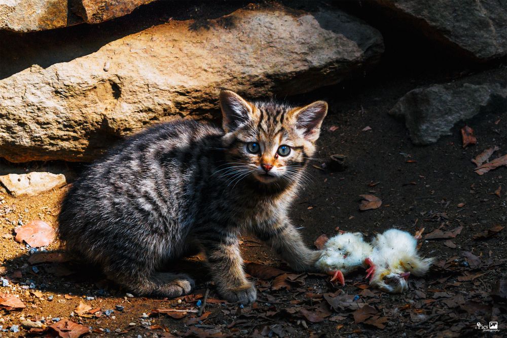 Der kleine Jäger - Katze141