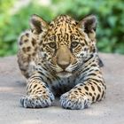 Der kleine Jaguarkater ...