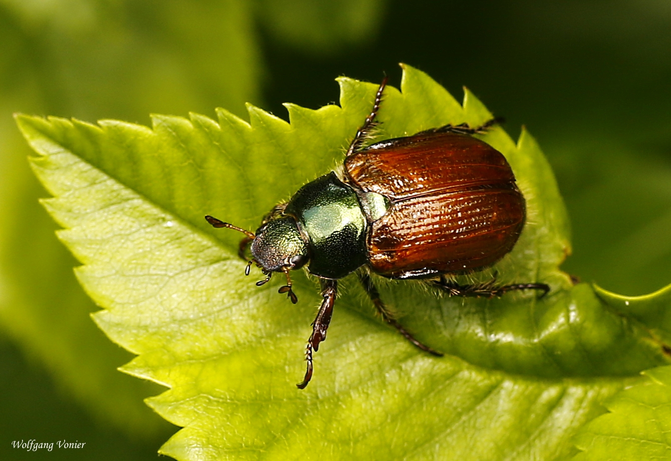 Der Kleine Julikäfer