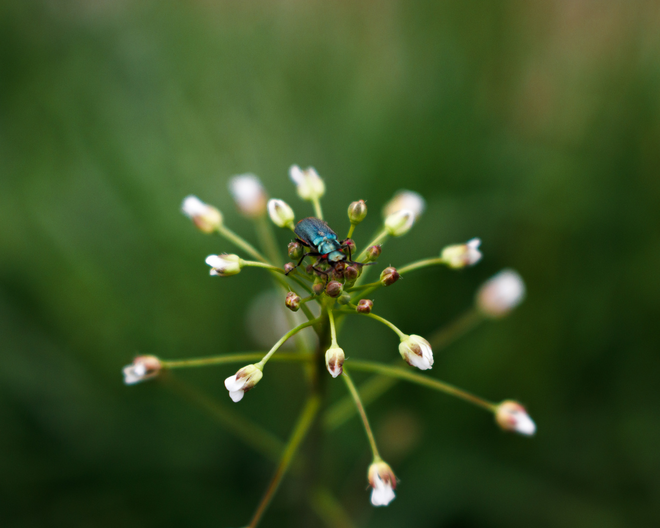 Der kleine Käfer