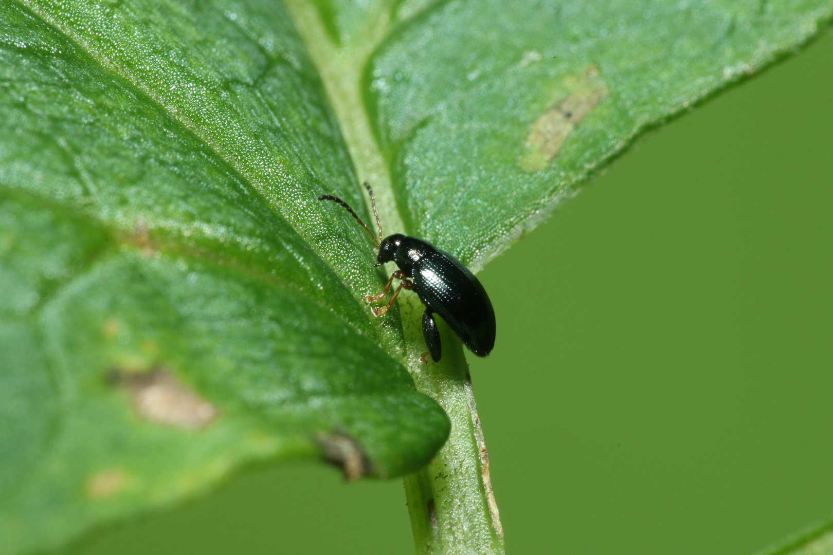 Der kleine Käfer