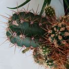 Der kleine Kaktus