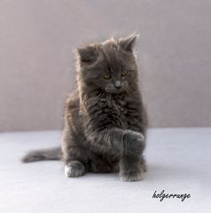 der kleine Kater