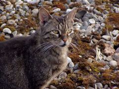 Der kleine Kater