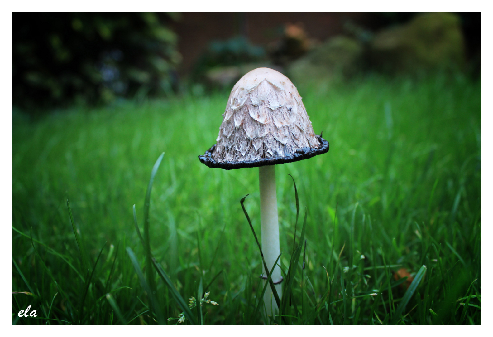 Der kleine Kerl wächst in meinen Garten