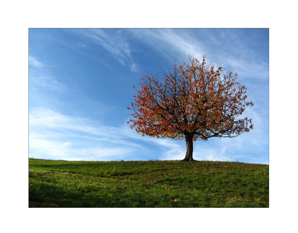 Der kleine Kirschbaum