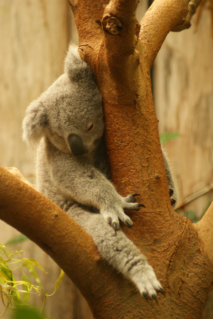 Der kleine Koalo bei seinem Mittagsschläffchen