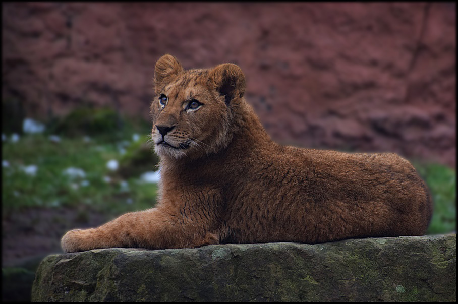 Der Kleine König Hannover Der Kleine König Hannover