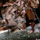 Der kleine König bald ganz Groß